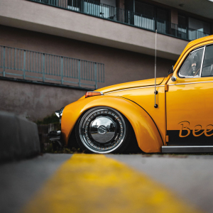 beetle 08.jpg